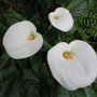 Zantedeschia aethiopica (Arum lily)
