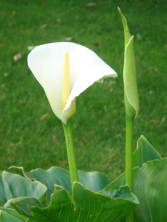 Arum Lily in flower and bud - May 2007 (Zantedeschia aethiopica)