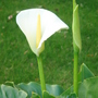 Arum Lily in flower and bud - May 2007 (Zantedeschia aethiopica)