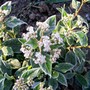vib_tinus.jpg (Viburnum tinus (Laurustinus))