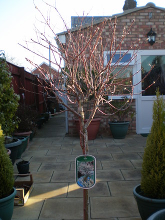 SALIX HAKURO NISHIKI (Salix integra)