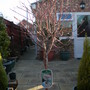 Salix integra