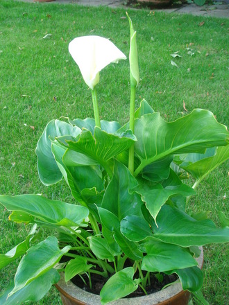 Arum Lily - May 2007 (Zantedeschia aethiopica)