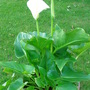 Zantedeschia aethiopica
