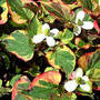 Houttuynia cordata 'Chamaeleon'