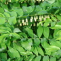 Solomon's-Seal (Polygonatum x hybridum)