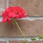 geranium 