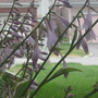 i think this is hosta