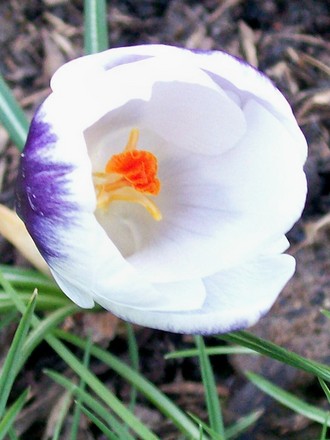 Crocus 'Ladykiller' (Crocus chrysanthus (Crocus))