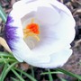 Crocus 'Ladykiller' (Crocus chrysanthus (Crocus))