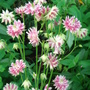 Aquilegia vulgaris