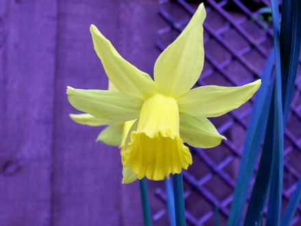 Daffodils feb 08 (Narcissus cyclamineus (Daffodil))