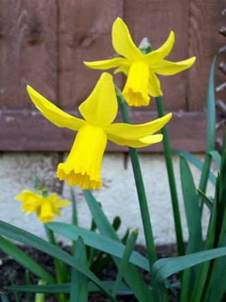 Daffodils (Narcissus cyclamineus (Daffodil))