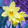 27_2_daffs_3