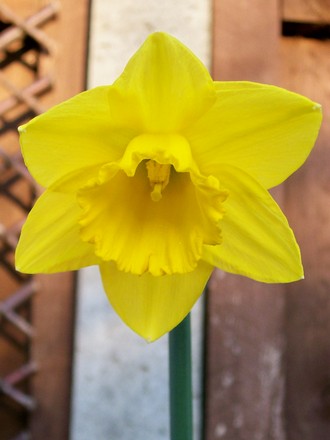 Daffodil (Narcissus)