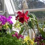 range_of_orchids.jpg