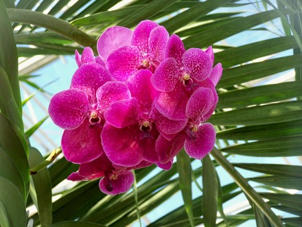 pink_orchid.jpg
