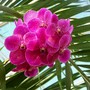 pink_orchid.jpg