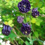 Aquilegia Columbine - May 2007 (Aquilegia vulgaris)