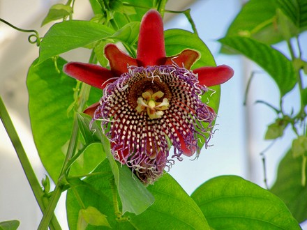 passionflower.jpg