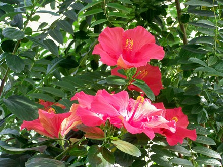 hibiscus.jpg