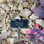 echeveria_afterglow.jpg