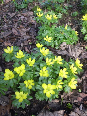 Winter Aconites  (Eranthis hyemalis) (Eranthis hyemalis (Winter aconite))