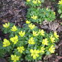 Eranthis hyemalis (Winter aconite)