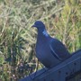pidgeon_on_arch.jpg