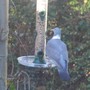 pidgeon_on_seeds.jpg
