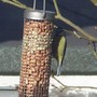 great_tit_on_nuts.jpg
