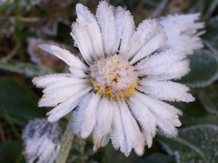 PRETTY WEED????