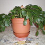 Tonys_garden_2_001