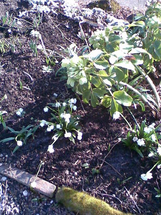 A garden flower photo (galanthus)