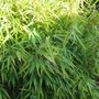 Bamboo