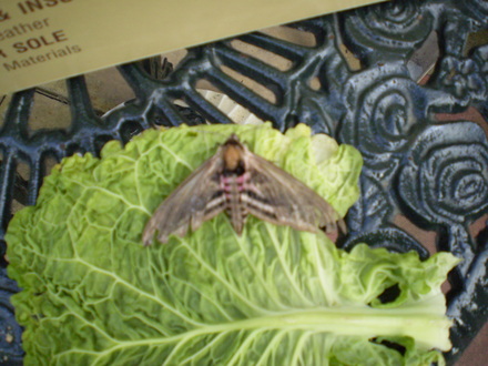 PRIVET HAWK MOTH