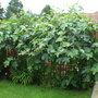 FIG TREES