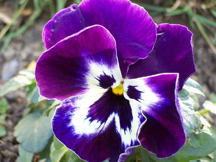THIS COLOUR PANSIE..