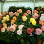 2006_shows059