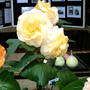 2006_shows065