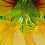 bees eye view
