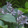 hostas & ferns