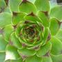 houseleek