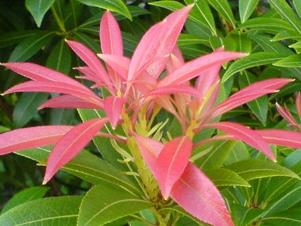 forest flame (Pieris japonica (Lily of the valley bush))