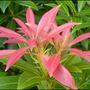 Pieris japonica (Lily of the valley bush)