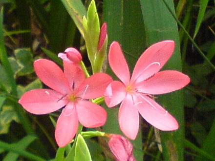 kaffir lilly