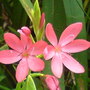 kaffir lilly