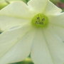 flower face
