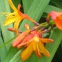 monbrietia
