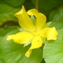 creeping jenny
